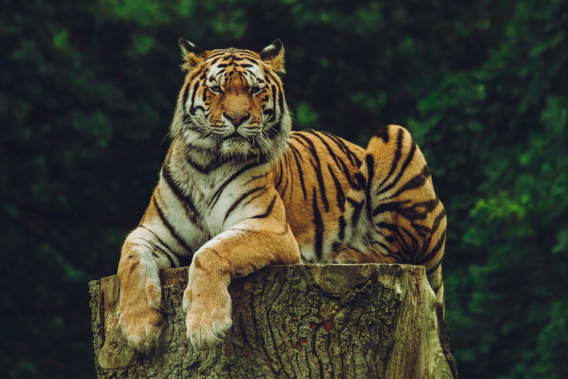 Tiger